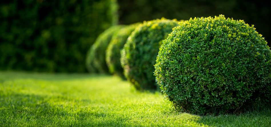 Runde Büsche im Garten